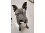 Adopt Sponge a Terrier (Unknown Type, Small) / Mixed dog in Mocksville