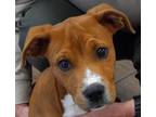 Adopt Rusty a Terrier (Unknown Type, Small) / Mixed dog in Mocksville