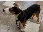 Adopt Loki (Dog 3) a American Pit Bull Terrier / Husky / Mixed dog in