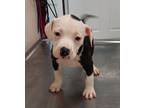 Adopt Aries(Puppy 8)Marmalade a American Pit Bull Terrier / Mixed dog in