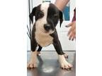 Adopt Aries(Puppy 7)Scone a American Pit Bull Terrier / Mixed dog in Mocksville