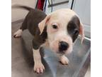 Adopt Aries(Puppy 6)Bagel a American Pit Bull Terrier / Mixed dog in Mocksville