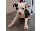 Adopt Aries(Puppy 5)Muffin a American Pit Bull Terrier / Mixed dog in