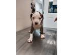 Adopt Aries(Puppy 4)Sausage a American Pit Bull Terrier / Mixed dog in