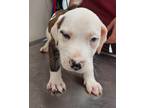 Adopt Aries(Puppy 3)Cornbread a American Pit Bull Terrier / Mixed dog in