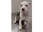 Adopt Aries(Puppy 2)Biscuit a American Pit Bull Terrier / Mixed dog in