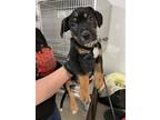 Adopt Emperor a American Pit Bull Terrier / Mixed dog in Reno, NV (41505615)