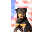 Adopt Teddy Bear a Rottweiler / Mixed dog in Dearborn, MI (41489474)