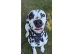 Adopt Dane a Dalmatian / Mixed dog in Lagrange, IN (41551963)