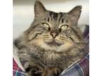 Adopt Fozzy a Brown Tabby Domestic Mediumhair / Mixed (medium coat) cat in