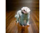 Adopt Louie a Shih Tzu / Mixed Breed (Medium) / Mixed dog in Sebastian
