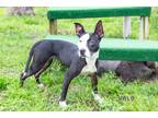 Adopt Aurora a American Pit Bull Terrier / Mixed Breed (Medium) / Mixed dog in