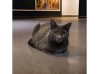 Adopt Knox a Domestic Shorthair / Mixed (short coat) cat in Sebastian