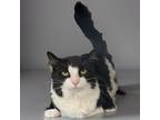 Adopt Lili a Domestic Longhair / Mixed (short coat) cat in Sebastian