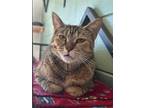 Adopt Baby Girl a Domestic Shorthair / Mixed (short coat) cat in Fort Myers