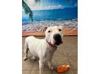 Adopt Baby Girl a American Pit Bull Terrier / Mixed dog in Marion, OH (41541367)