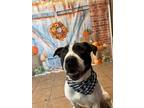 Adopt JJ a American Pit Bull Terrier / Mixed dog in Marion, OH (41541365)