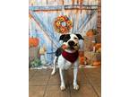 Adopt Jigger a American Pit Bull Terrier / Mixed dog in Marion, OH (41541364)