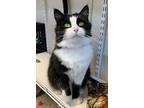 Adopt Fae a Domestic Longhair / Mixed (long coat) cat in Fremont, OH (41481775)