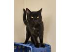 Adopt Nina a Domestic Shorthair / Mixed (short coat) cat in Fremont