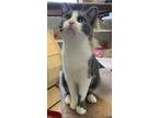 Adopt Flora a Domestic Shorthair / Mixed (short coat) cat in Fremont