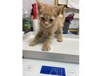 Adopt Gumbo a Domestic Shorthair / Mixed (short coat) cat in Corpus Christi