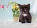 Dwarf And Non Dwarf English Muffin Kittens & Cats