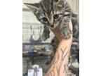 Adopt Silvia a Domestic Shorthair / Mixed (short coat) cat in Corpus Christi