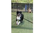 Adopt Flynn a Black - with White Boston Terrier / Mixed dog in Wichita