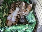 Bengals