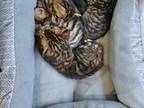 Toyger