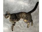 Adopt Violet a American Shorthair / Mixed (short coat) cat in Mt.