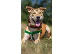 Adopt Nyla a German Shepherd Dog / American Staffordshire Terrier / Mixed dog in