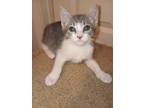 Adopt Simba a Domestic Shorthair / Mixed (short coat) cat in Little Rock