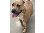 Adopt Rosalie a American Pit Bull Terrier / Mixed dog in Little Rock