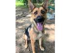 Adopt Cora a German Shepherd Dog / Mixed dog in Little Rock, AR (41489564)