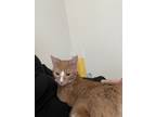 Adopt Taco a Orange or Red Tabby / Mixed (short coat) cat in Port St Lucie