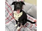 Adopt Twiddlebug (Lady) a Labrador Retriever / Mixed dog in Christiansburg