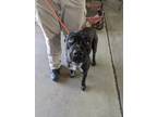 Adopt DJANGO a Staffordshire Bull Terrier / Mixed dog in Lindsay, CA (41531646)