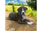 Adopt Zeus a American Pit Bull Terrier / Mixed dog in Springfield, TN (41551702)