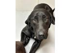 Adopt JK Taylor a Labrador Retriever / Mixed dog in Wharton, TX (41551803)