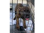 Adopt Tela a Black Mouth Cur / Mixed Breed (Medium) / Mixed dog in Brownwood