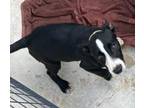 Adopt Ruffus a Labrador Retriever / Mixed Breed (Medium) / Mixed dog in