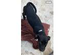 Adopt Princess a Labrador Retriever / Mixed Breed (Medium) / Mixed dog in