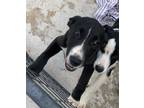 Adopt Howdy a Labrador Retriever / Mixed Breed (Medium) / Mixed dog in