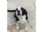 Adopt Gabby a Labrador Retriever / Mixed Breed (Medium) / Mixed dog in