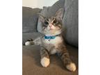 Adopt Sparks a Domestic Shorthair / Mixed (short coat) cat in Fayetteville