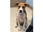 Adopt Sybil a Boxer / Beagle / Mixed dog in Blountville, TN (41513330)