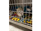 Adopt Lauren a Domestic Shorthair / Mixed (short coat) cat in Fort Riley
