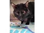 Adopt Dodge a Domestic Shorthair / Mixed (short coat) cat in Fort Riley